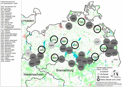 Wolfsvorkommen M-V 2023 Stand: Juli 2023